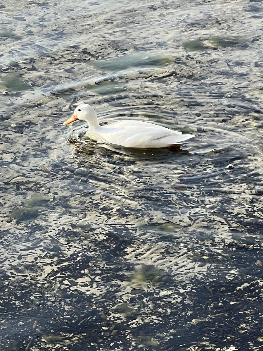 duck sp. - ML553908221