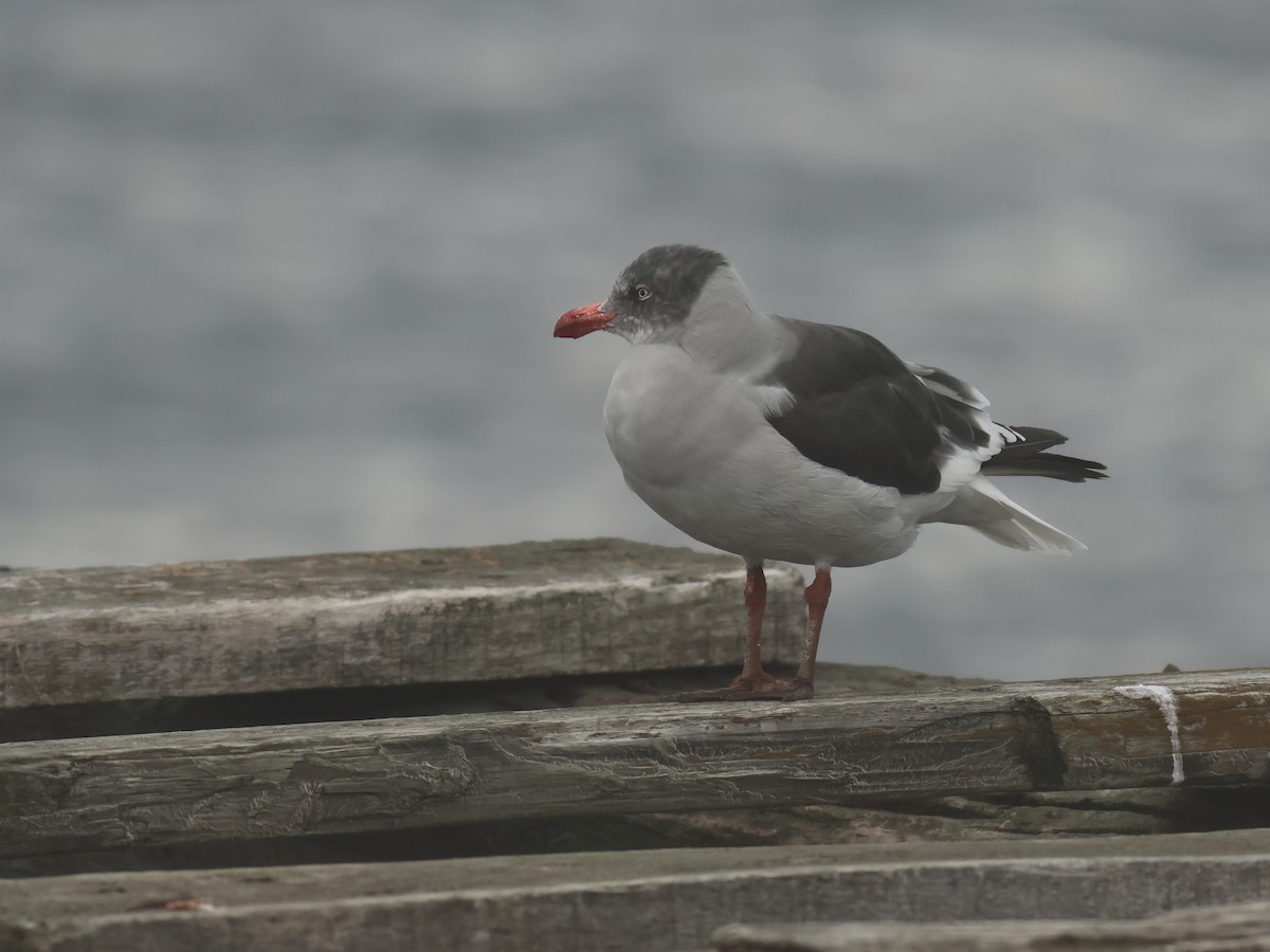 Gaviota Patagona - ML553908511