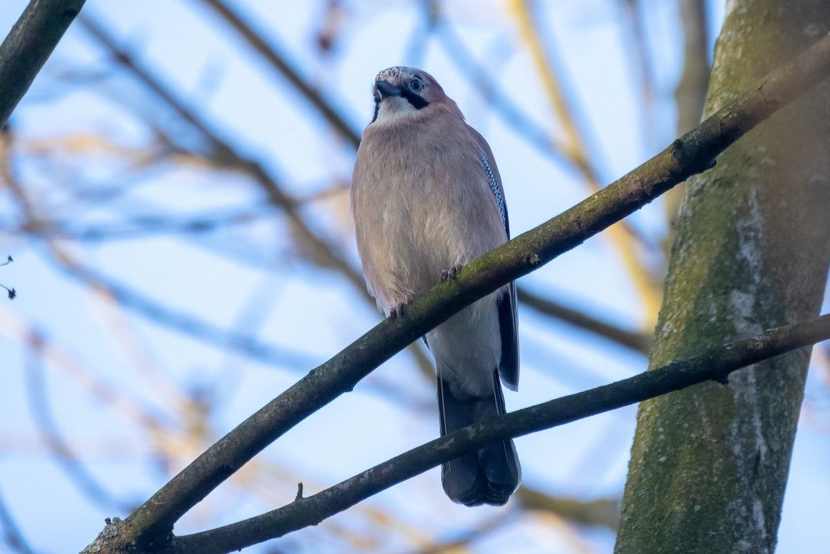 Eurasian Jay - Peter Hinow