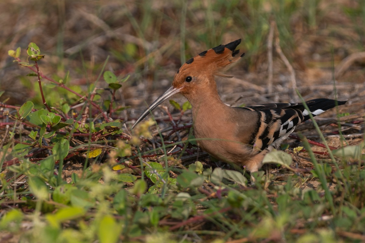 Eurasian Hoopoe - ML553909801