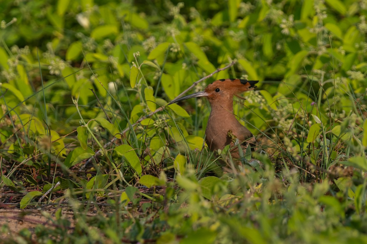 Eurasian Hoopoe - ML553909811