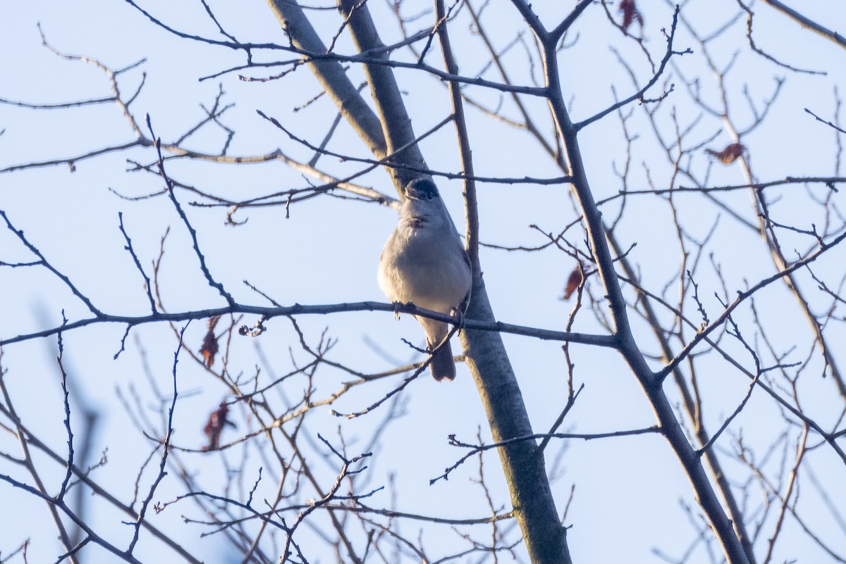 Eurasian Blackcap - ML553909831