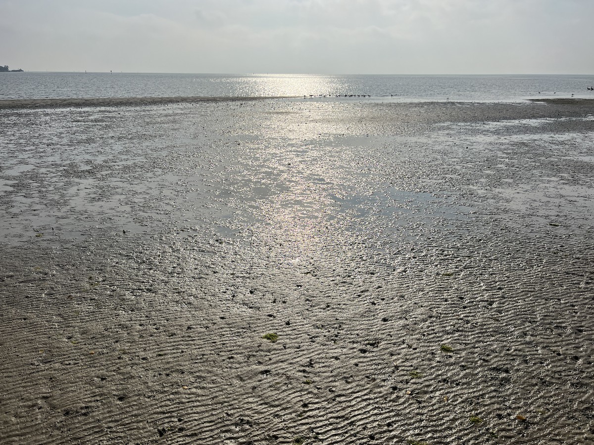 peep sp. - ML553909901