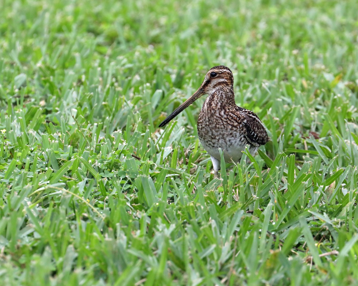 Wilson's Snipe - ML553910651