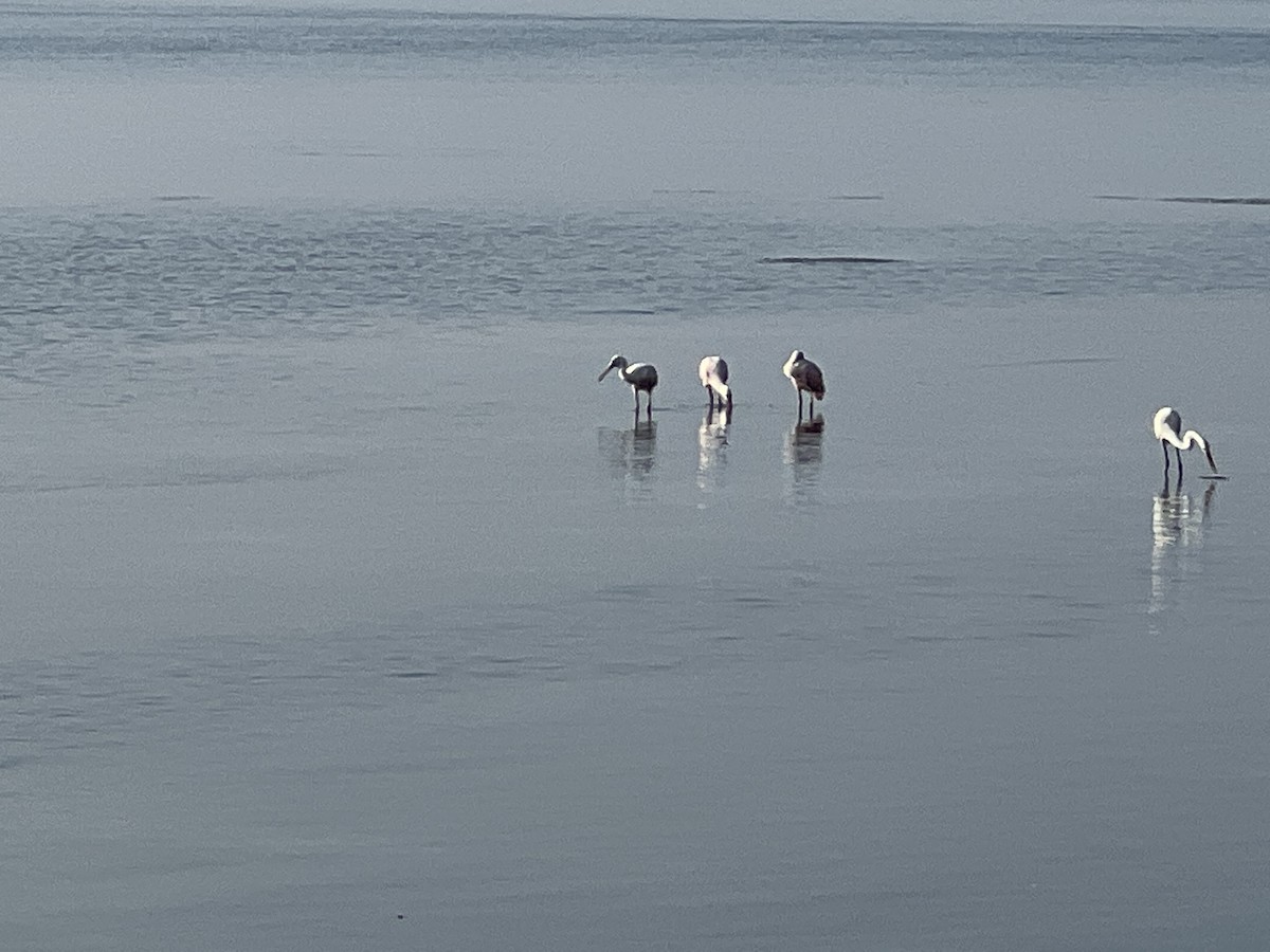 Roseate Spoonbill - ML553911481