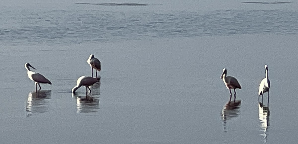 Roseate Spoonbill - ML553911491