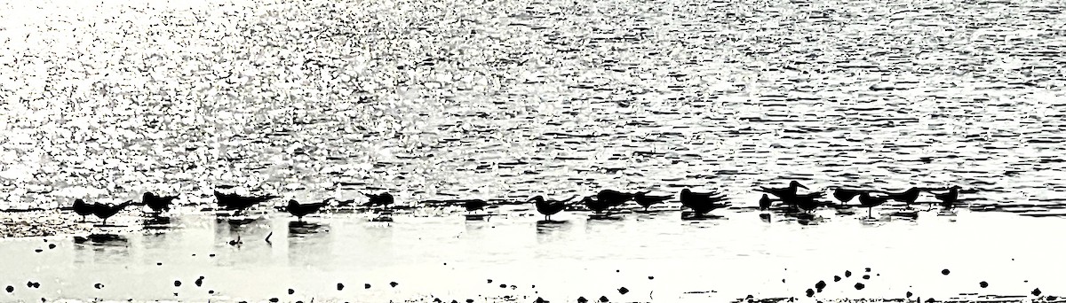 Royal Tern - ML553911601