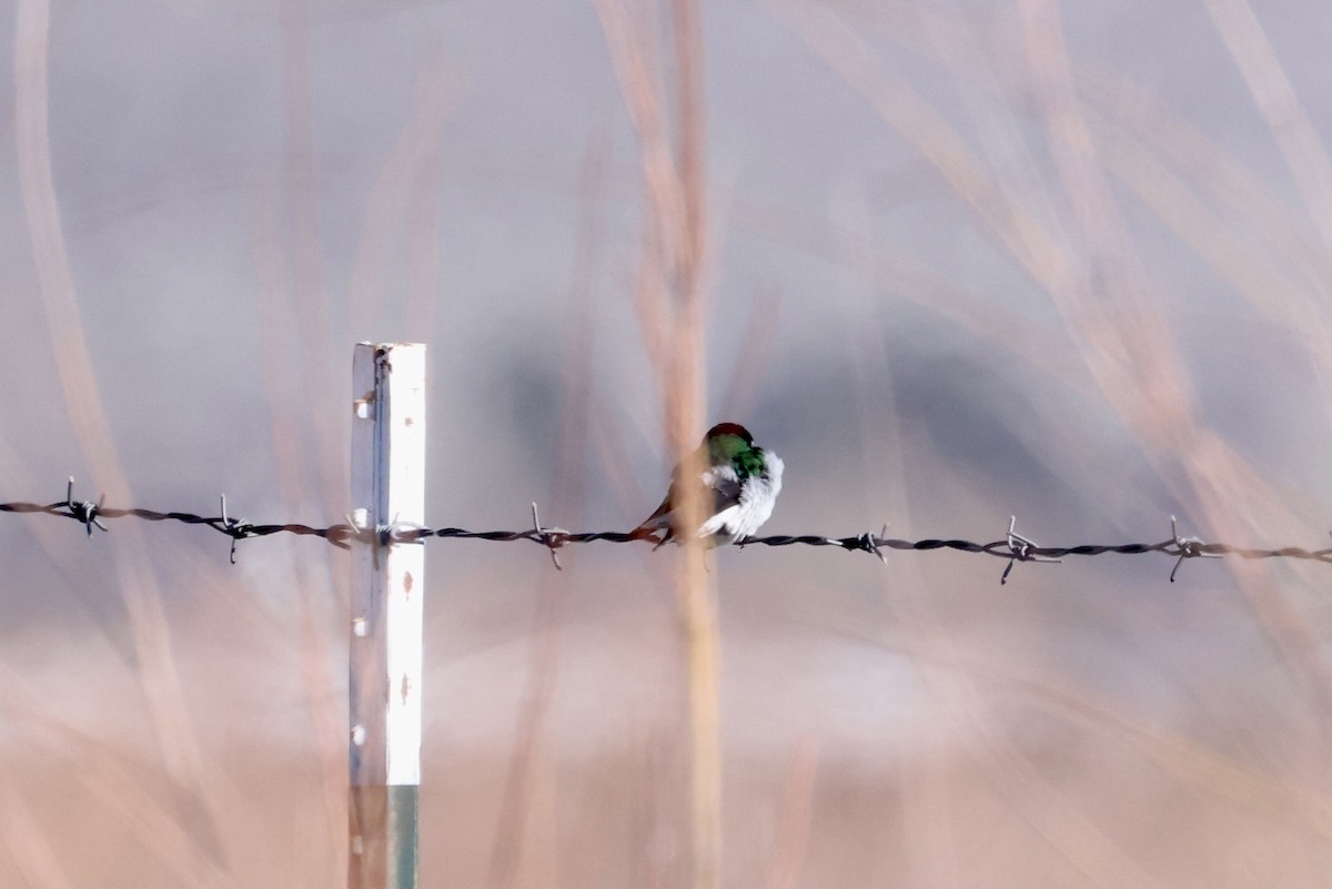 Violet-green Swallow - ML553914371