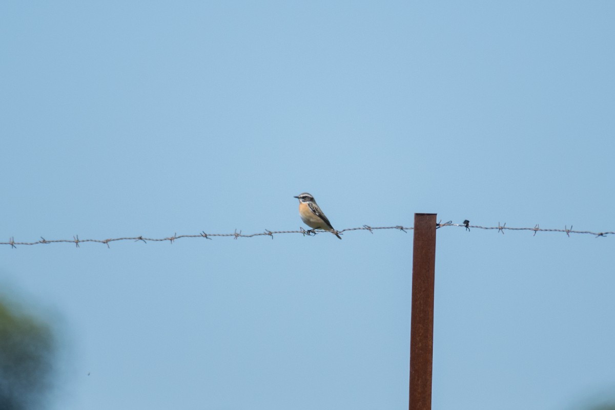 Whinchat - ML553915431