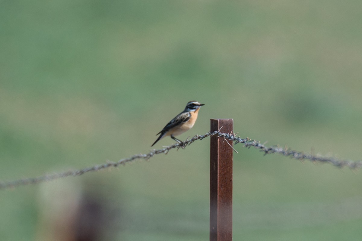 Whinchat - ML553915441