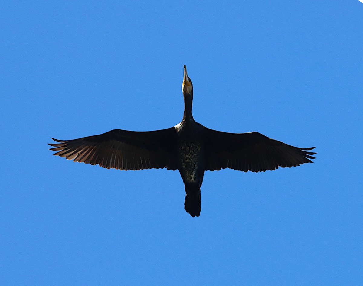 Great Cormorant - ML553916361