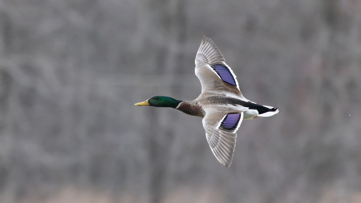 Mallard - Patrick Robinson