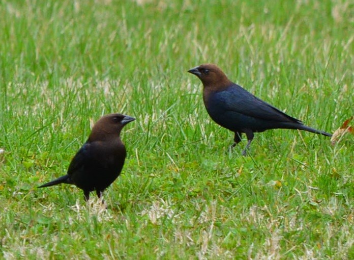 Brown-headed Cowbird - ML553916791