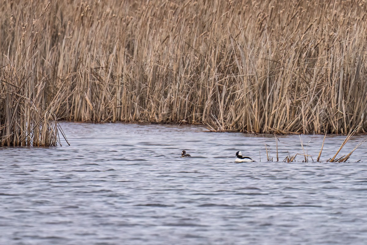 Bufflehead - ML553917651