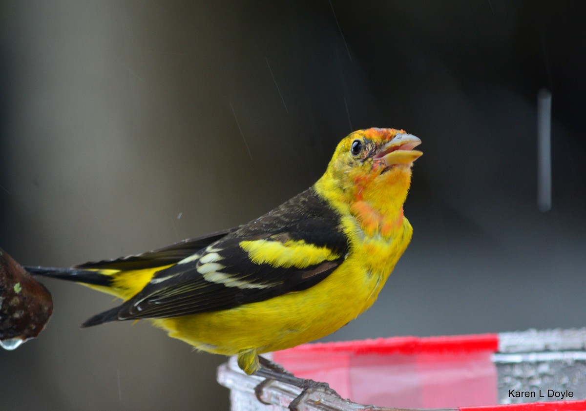 Western Tanager - Karen Doyle