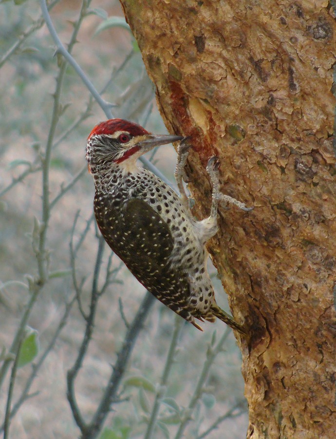Nubian Woodpecker - Volkov Sergey
