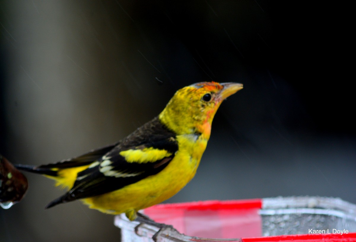 Western Tanager - Karen Doyle