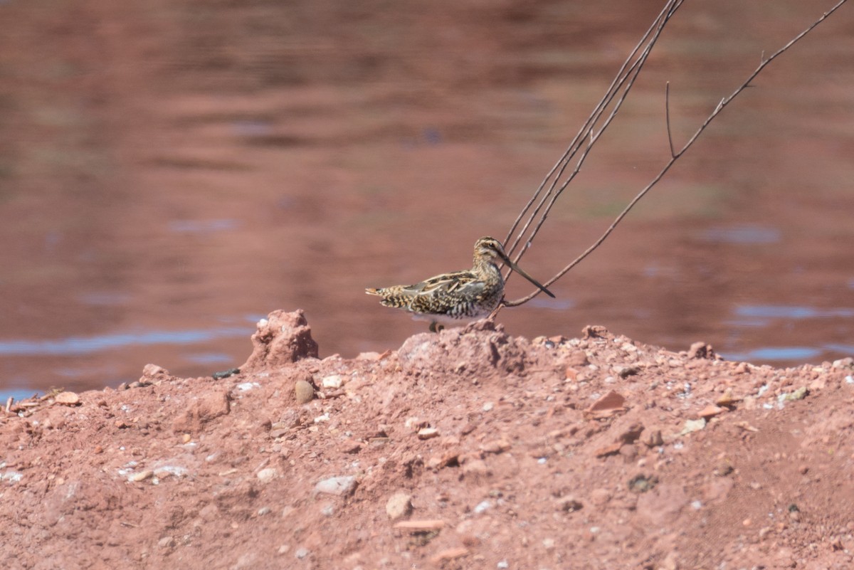 Common Snipe - ML553922621