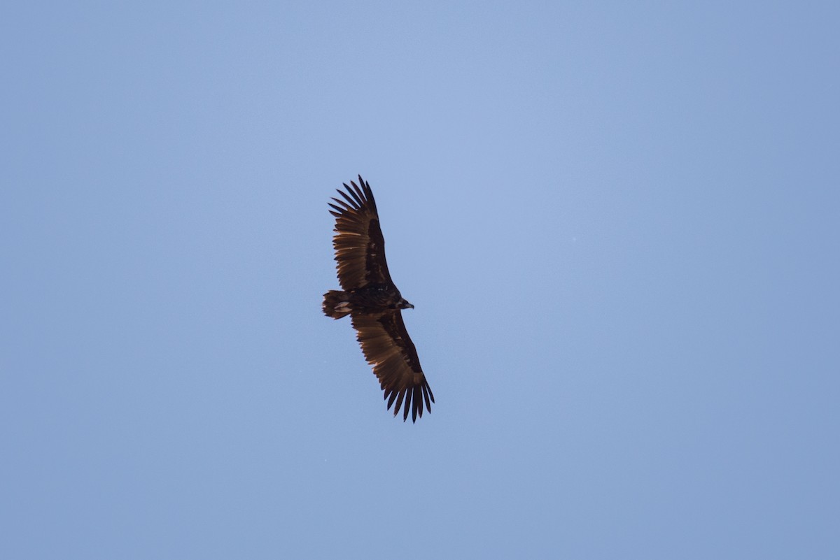 Cinereous Vulture - ML553923001