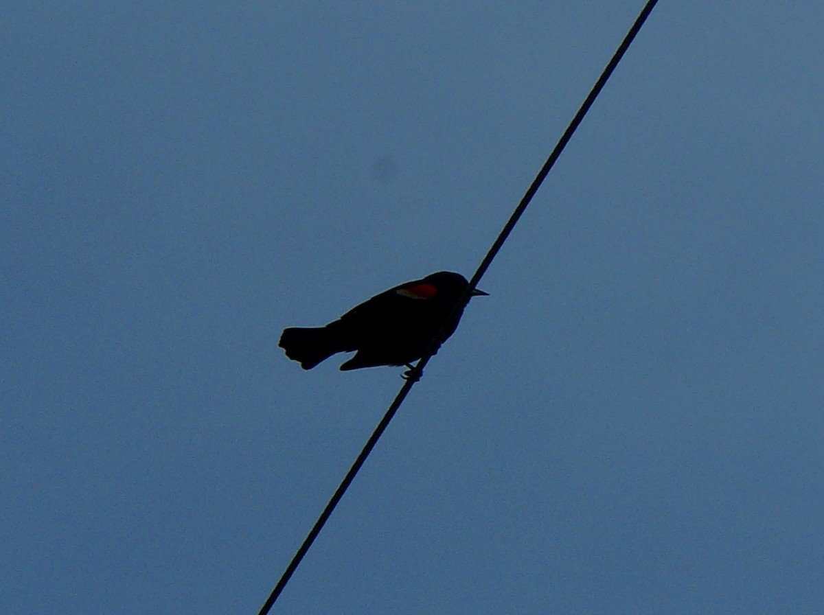 Red-winged Blackbird - Renee  Sawyer