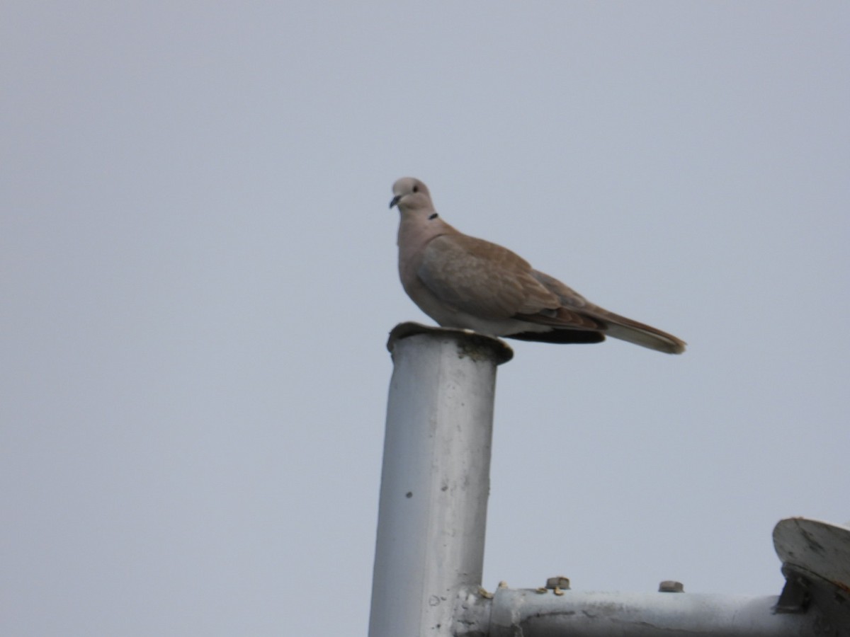 African Collared-Dove - ML553924121