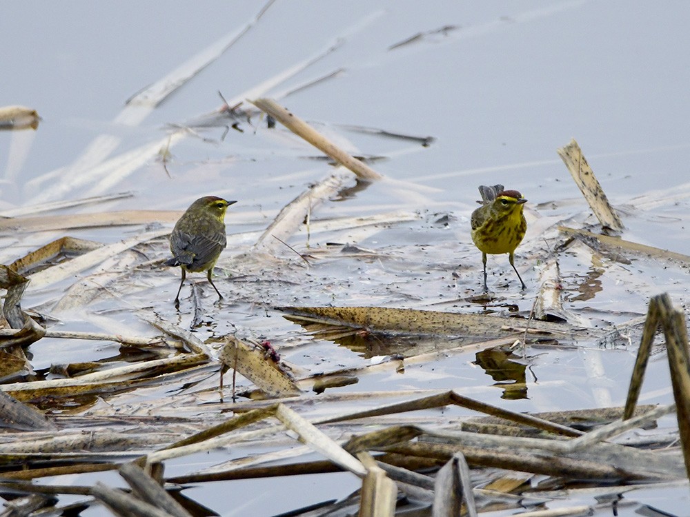 Palm Warbler - ML55392491