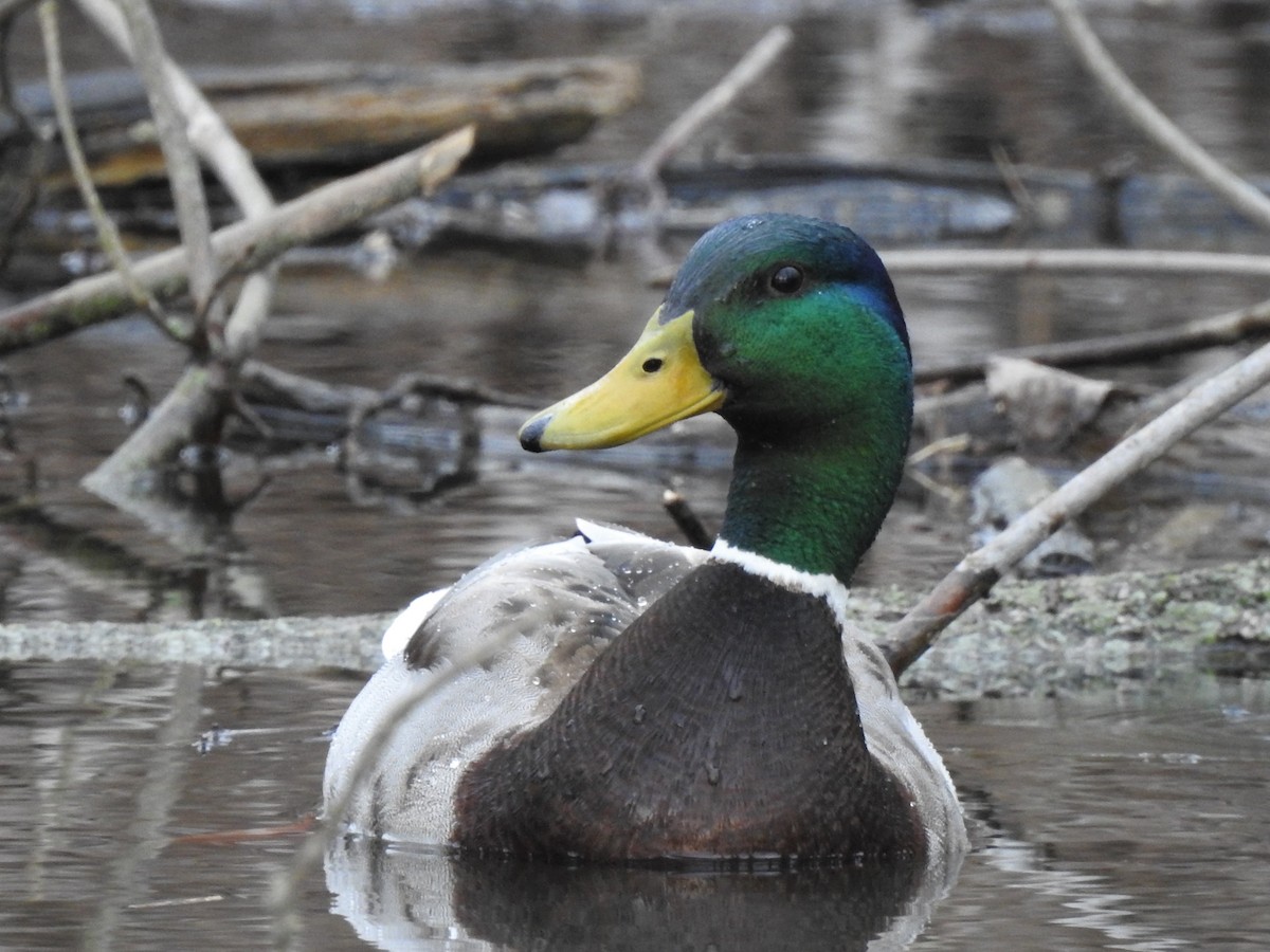 Mallard - ML553925181