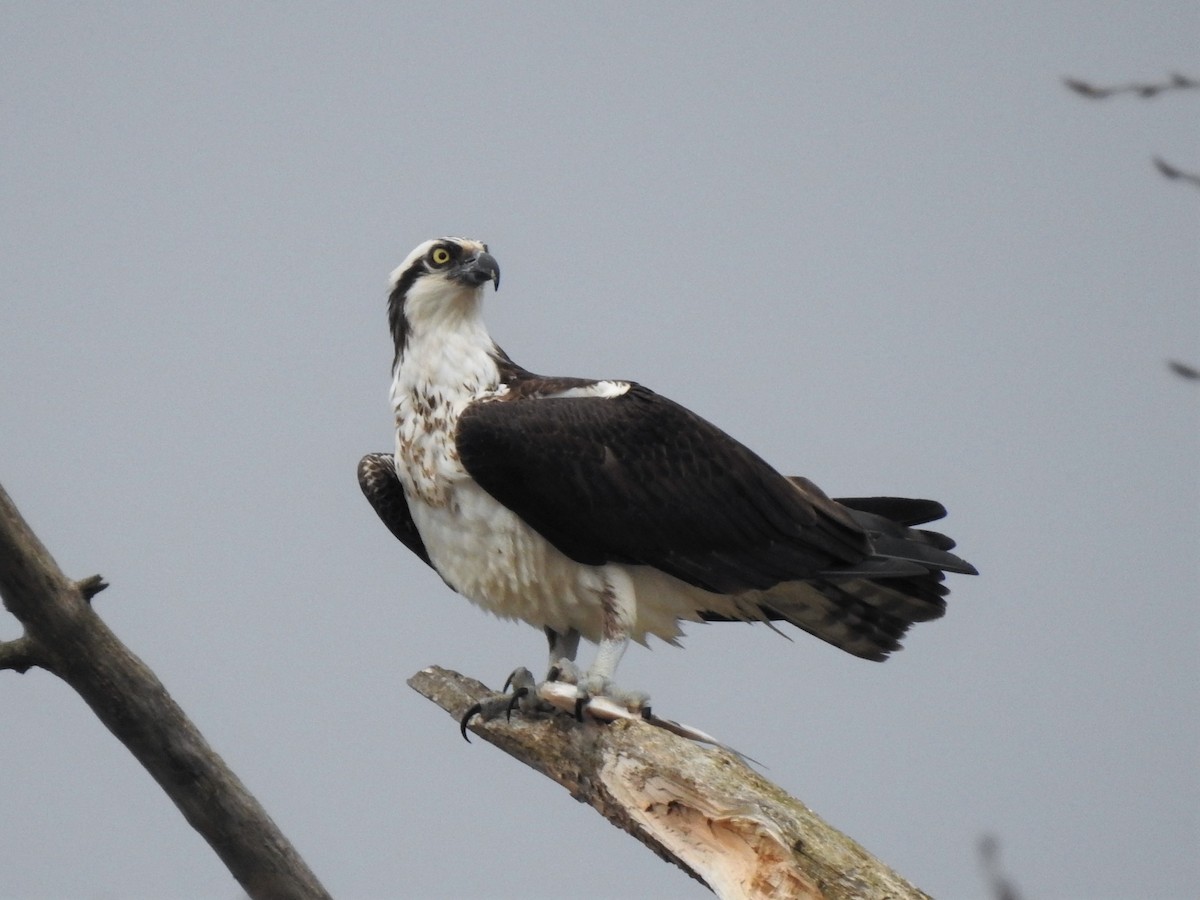 Águila Pescadora - ML553925541