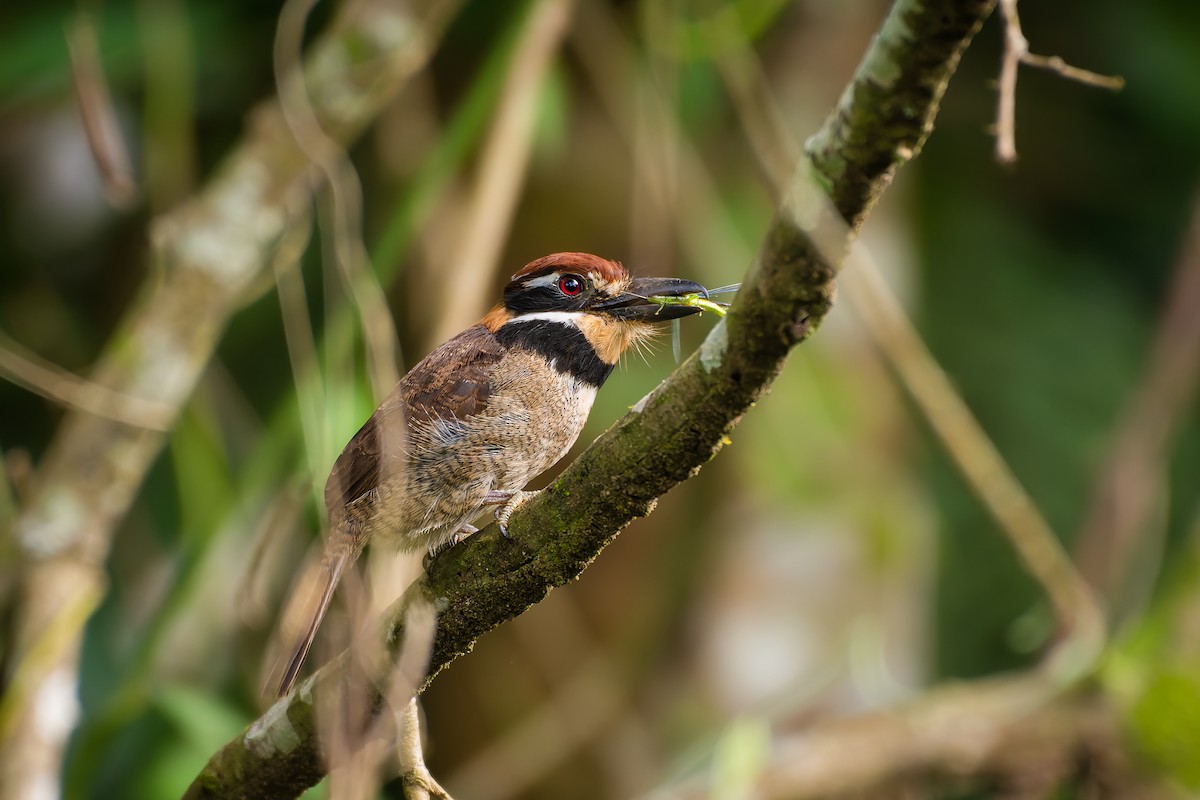 Chestnut-capped Puffbird - ML553926281