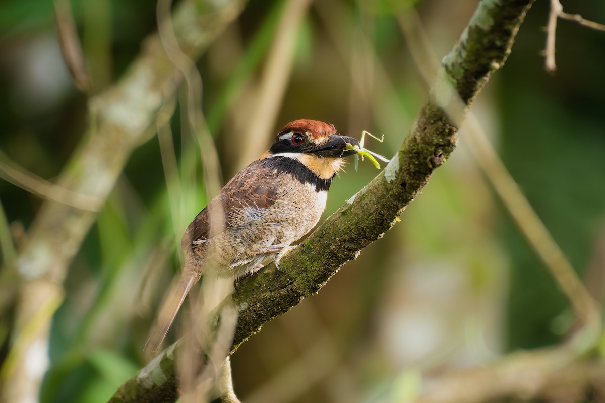 Chestnut-capped Puffbird - ML553926291