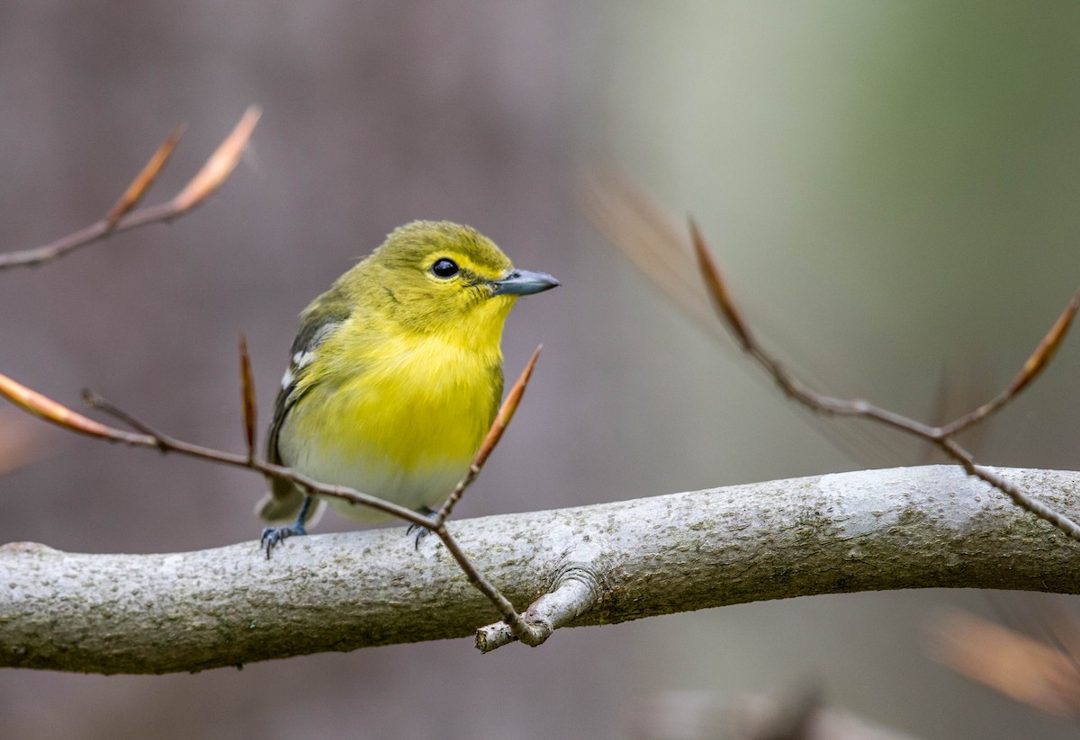 Yellow-throated Vireo - ML55392691