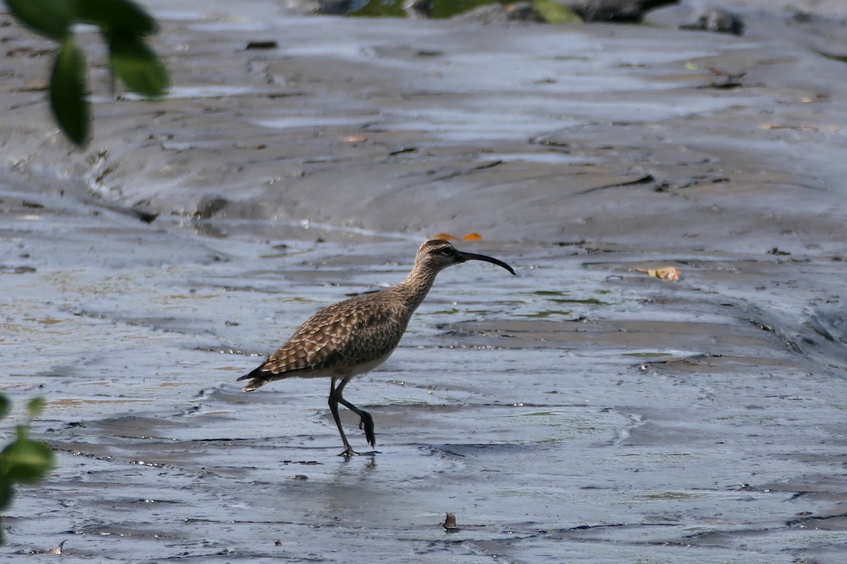 Regenbrachvogel - ML553926981