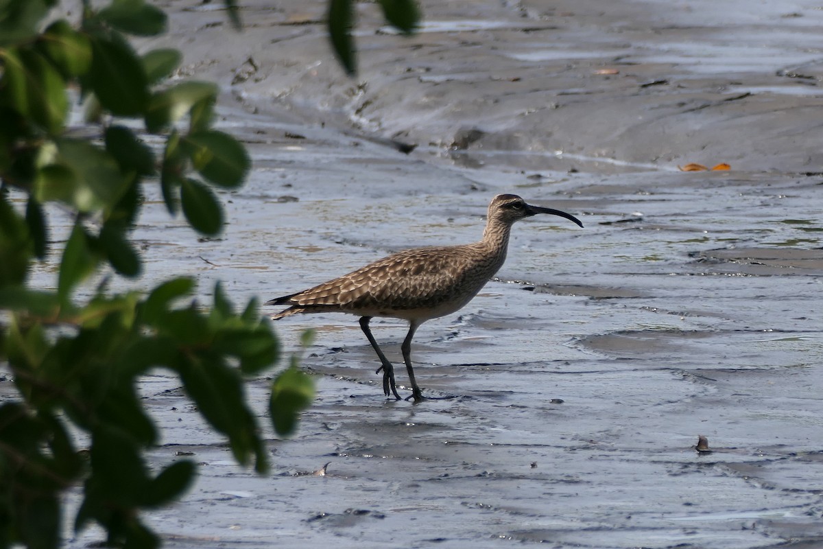 Regenbrachvogel - ML553927001