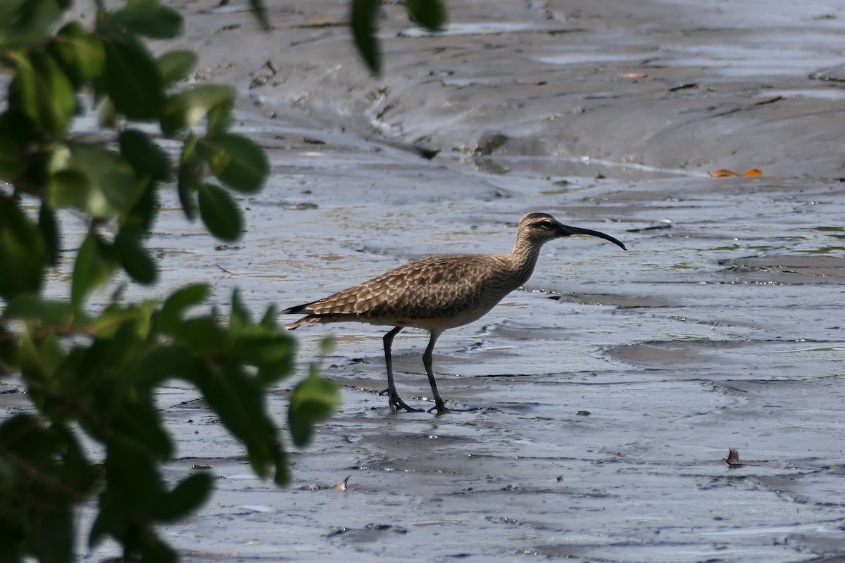 Regenbrachvogel - ML553927011