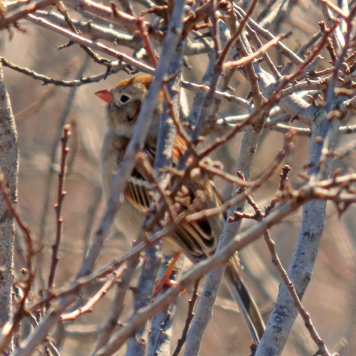 Field Sparrow - ML553927061