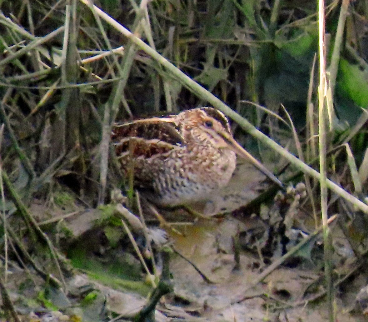 Wilson's Snipe - ML553927751