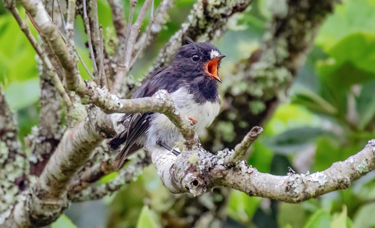 Tomtit (New Zealand) - Kathleen Keef