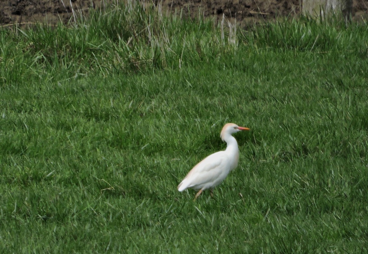 Western Cattle-Egret - ML55392861