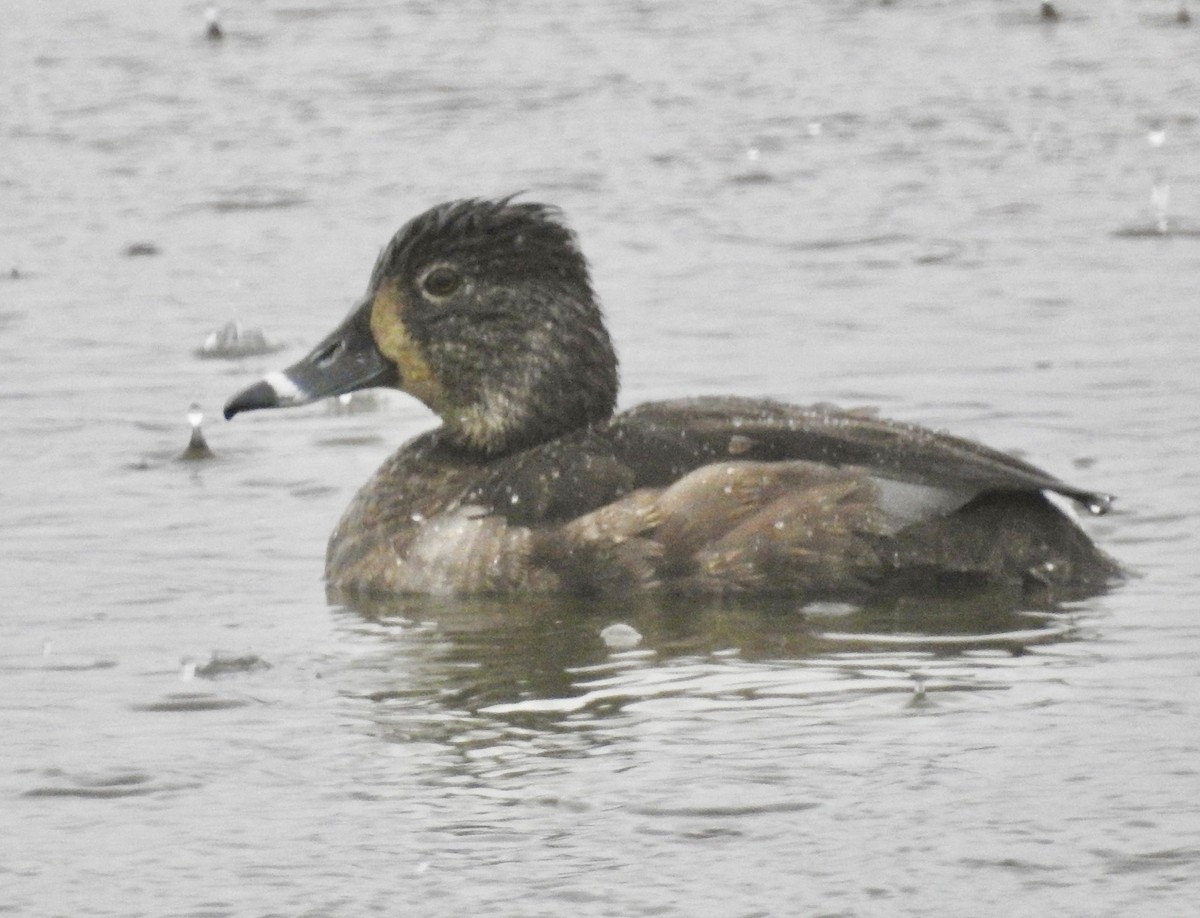 Ring-necked Duck - ML553929141