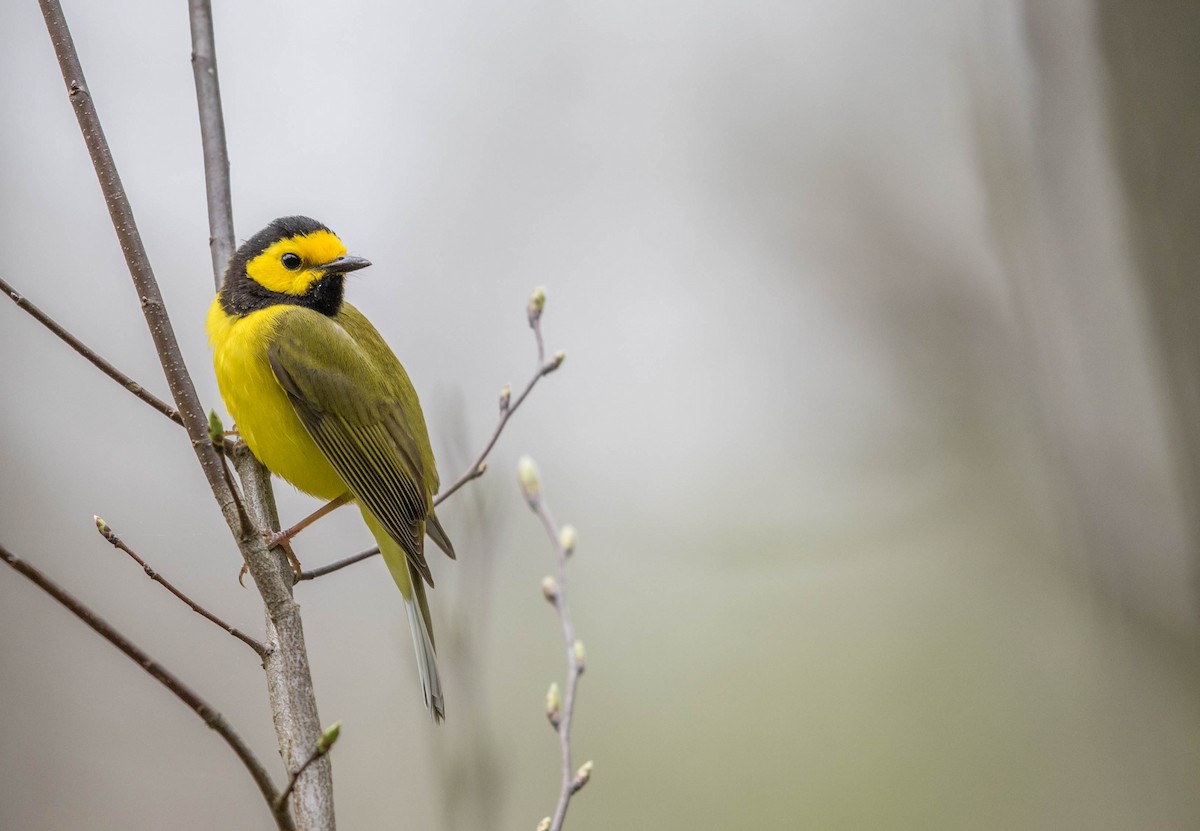 Hooded Warbler - Jeff Timmons