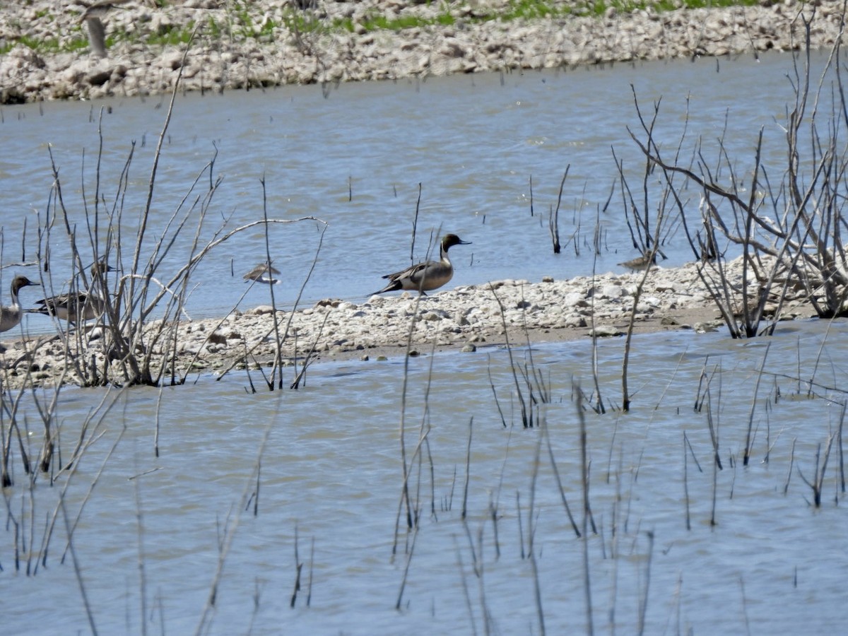 Northern Pintail - Christopher Daniels