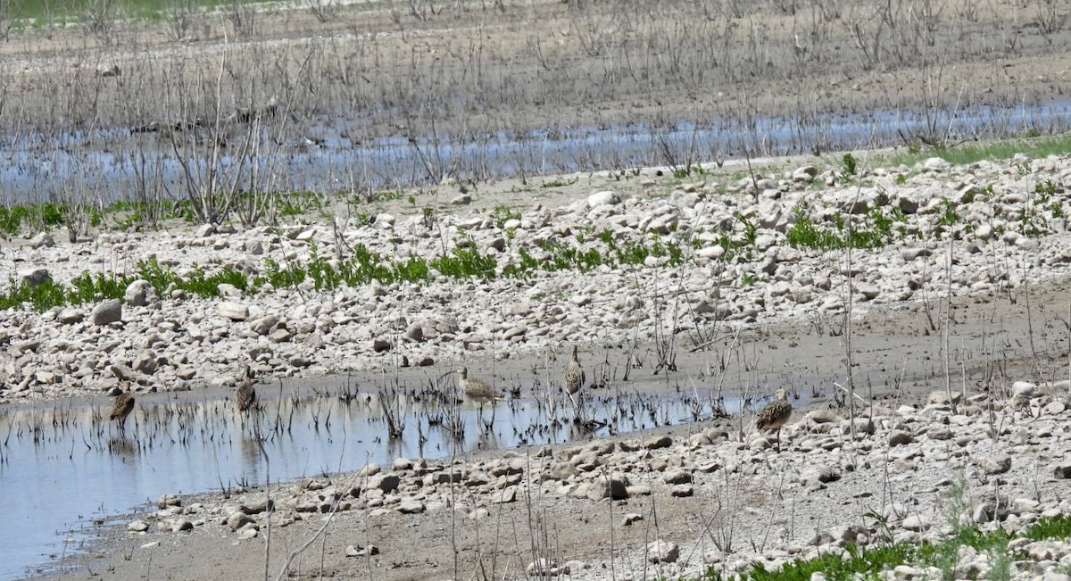 Long-billed Curlew - ML553933501