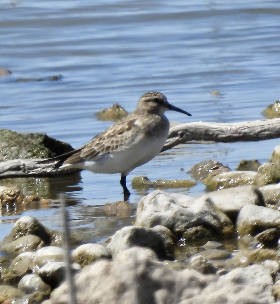 Baird's Sandpiper - Christopher Daniels