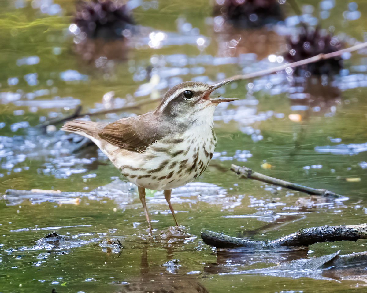 Louisiana Waterthrush - ML553933701