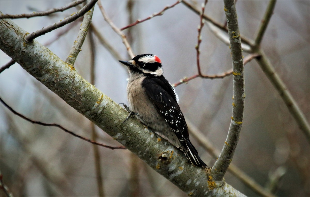 Downy Woodpecker - ML553933971