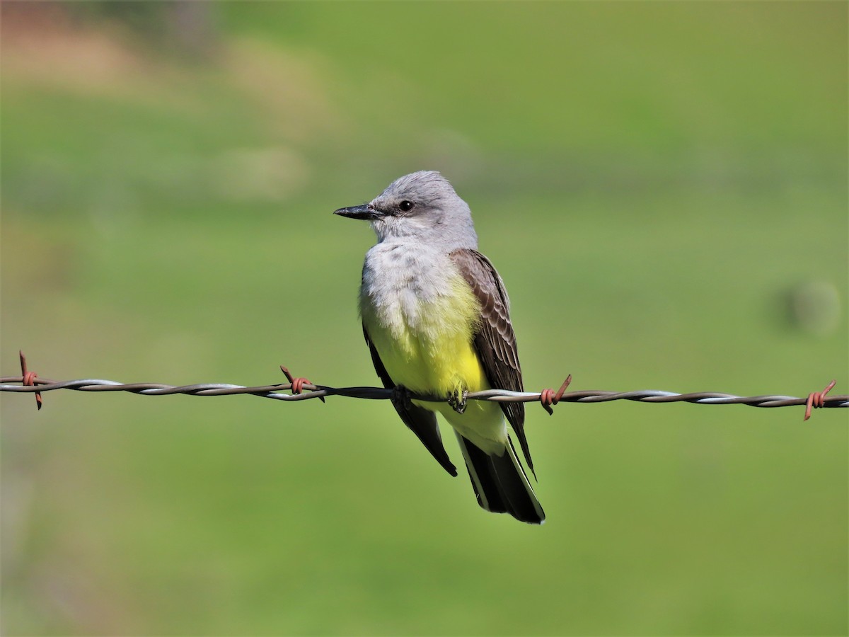 Western Kingbird - Rick Saxton