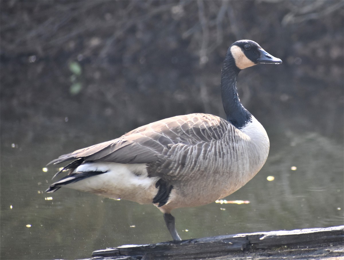 Canada Goose - ML553934901