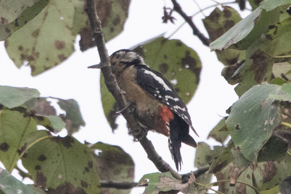 Himalayan Woodpecker - ML553936061