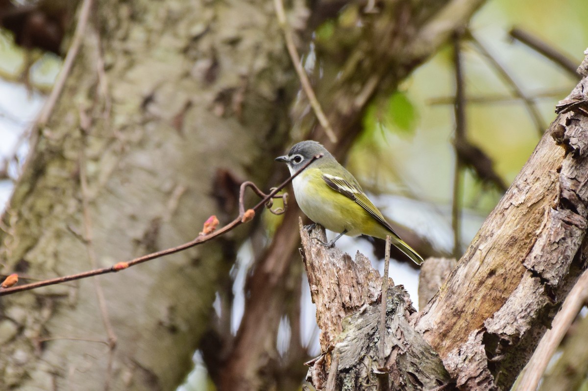 Blue-headed Vireo - Todd Hooe