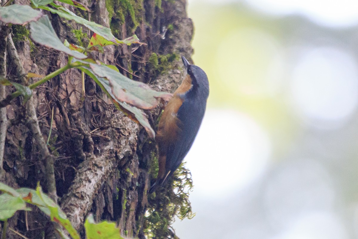 White-tailed Nuthatch - ML553937491